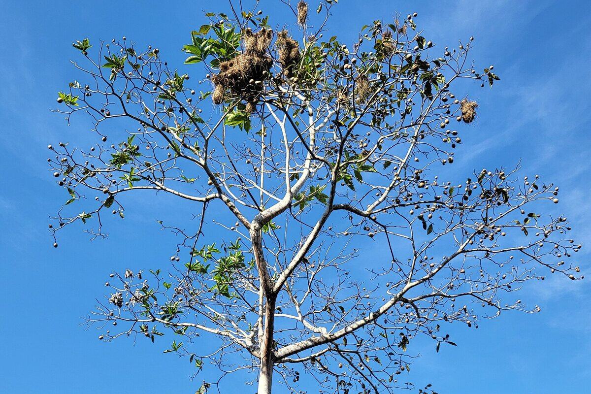 Copa de uma samaúma (Ceiba pentandra) recortada contra o céu azul
