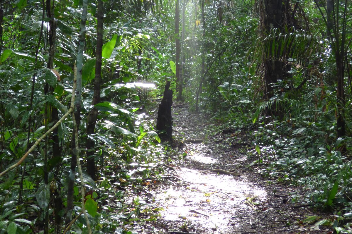 Trilha de terra atravessando o interior da floresta amazônica, com vegetação densa dos dois lados do caminho