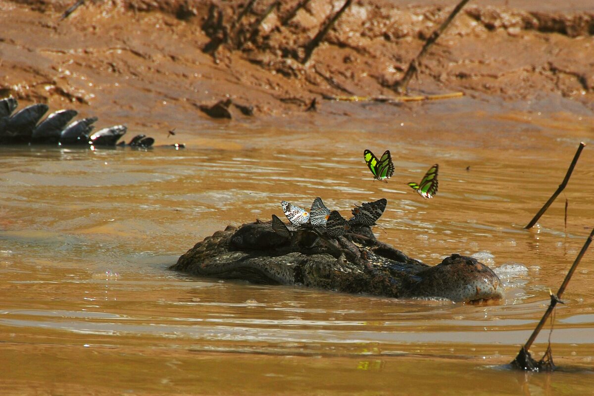 Jacaré-açu observado de perto na vegetação alagada da Amazônia