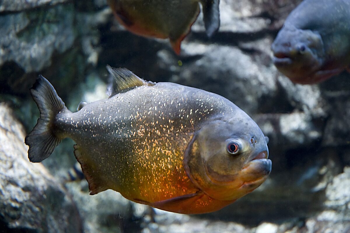 Piranha recém-pescada durante uma pescaria tradicional em rio amazônico
