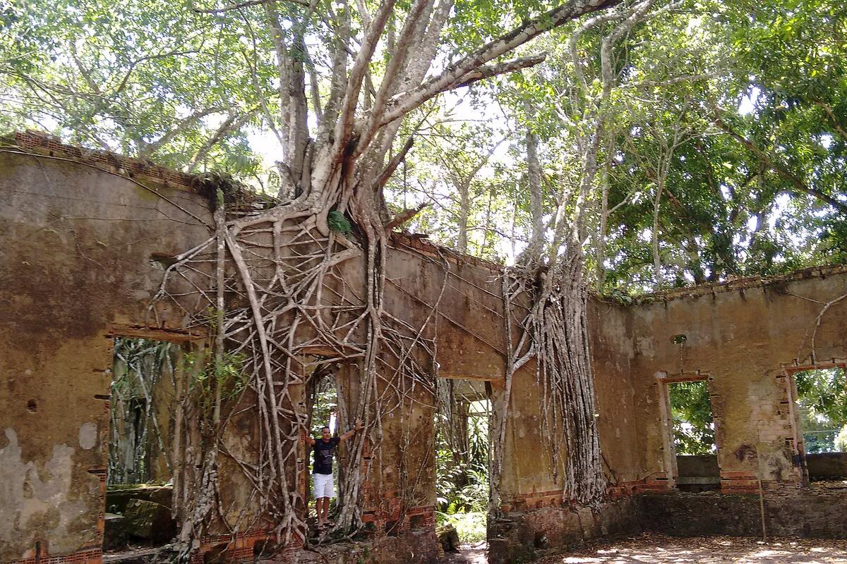 Ruínas de Paricatuba tomadas pela vegetação, com raízes de árvore sobre as paredes do casarão histórico