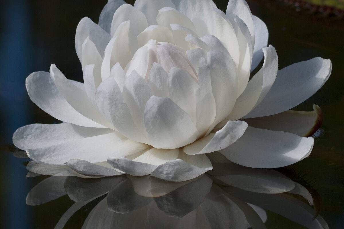 Flor branca de vitória-régia aberta sobre a água, ao lado de uma folha gigante