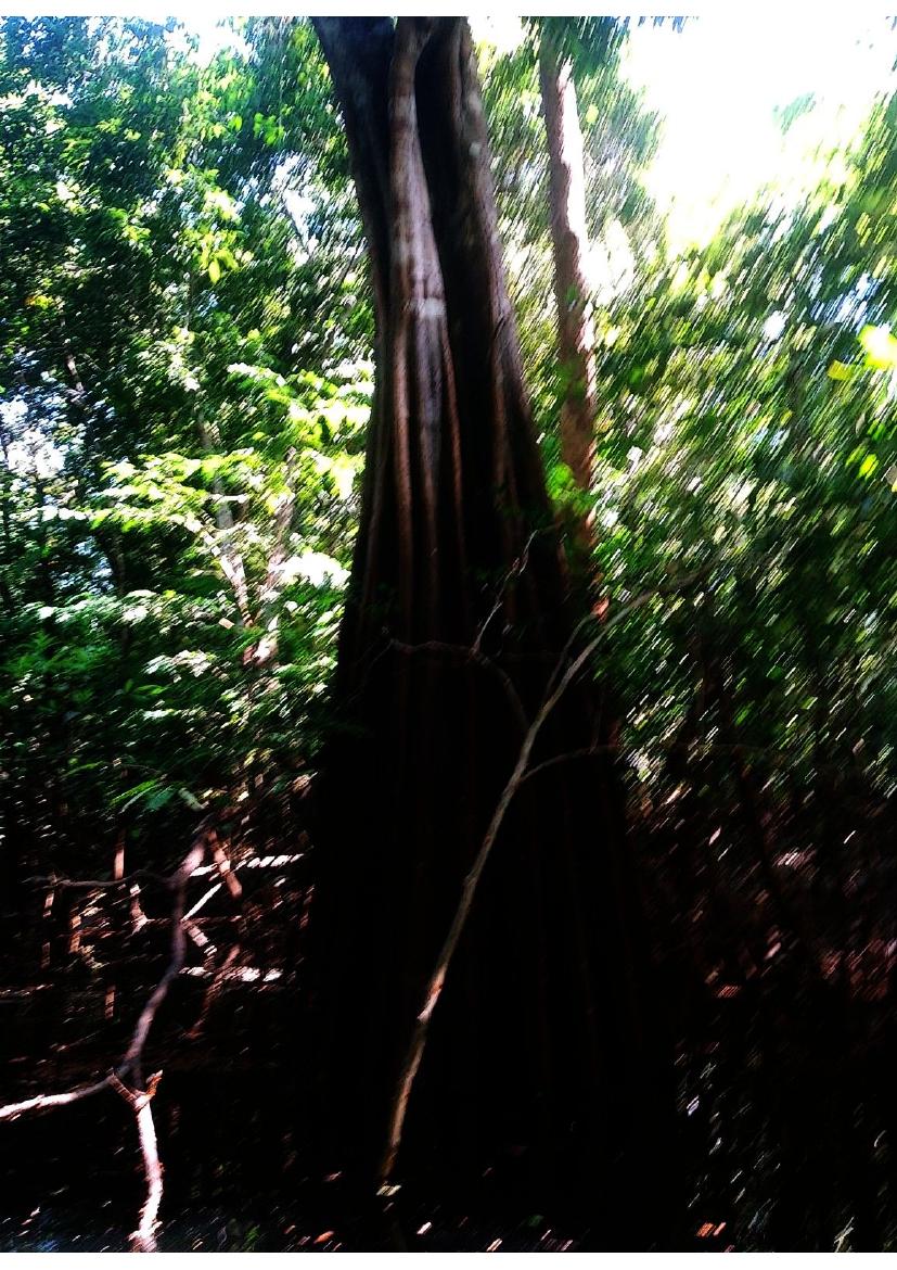 Vegetação da floresta amazônica