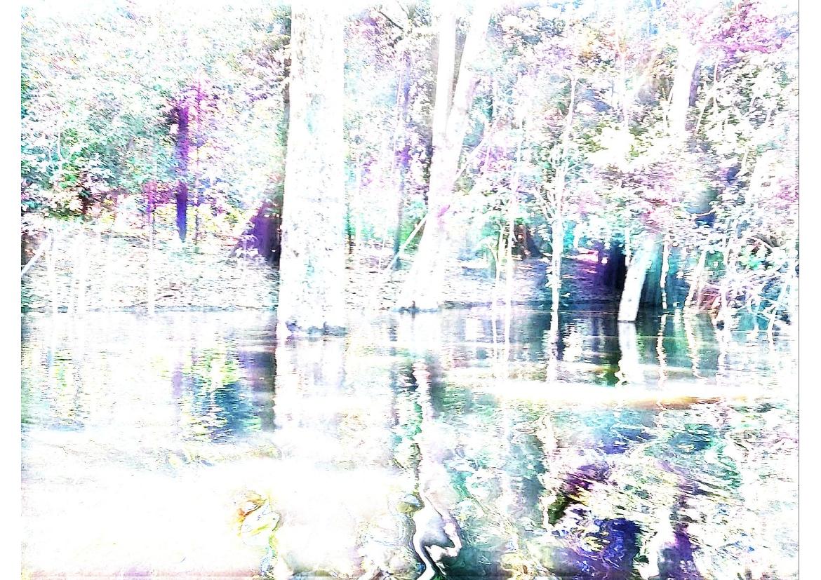 Paisagem de floresta e água